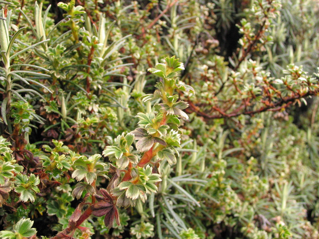 Alchemilla triphylla