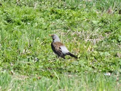 Turdus pilaris
