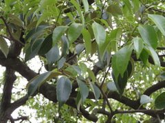 Castanopsis sieboldii