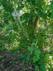 Asphodelus albus
