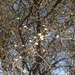 Acacia mellifera