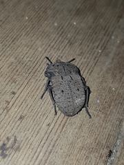 Anomalipus parallelus parallelus
