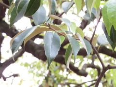 Castanopsis sieboldii