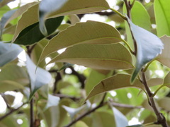 Castanopsis sieboldii