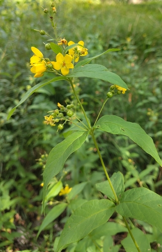 Yellow Loosestrife
