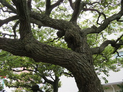 Castanopsis sieboldii