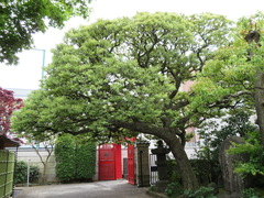 Castanopsis sieboldii