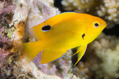 Sulphur Damsel photo 4