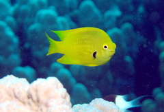 Sulphur Damsel photo 5