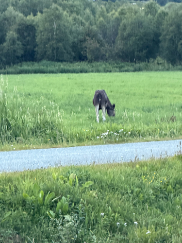Moose