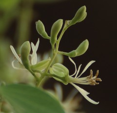 Bauhinia racemosa