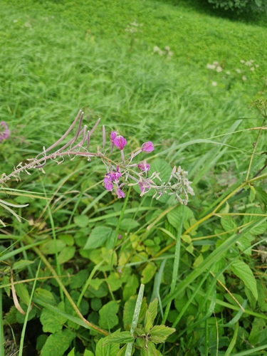 fireweed