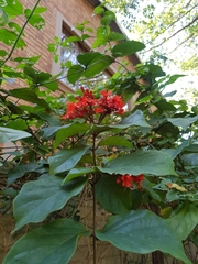 Clerodendrum splendens