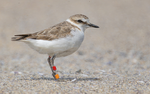 Chorlitejo patinegro (Charadrius alexandrinus)