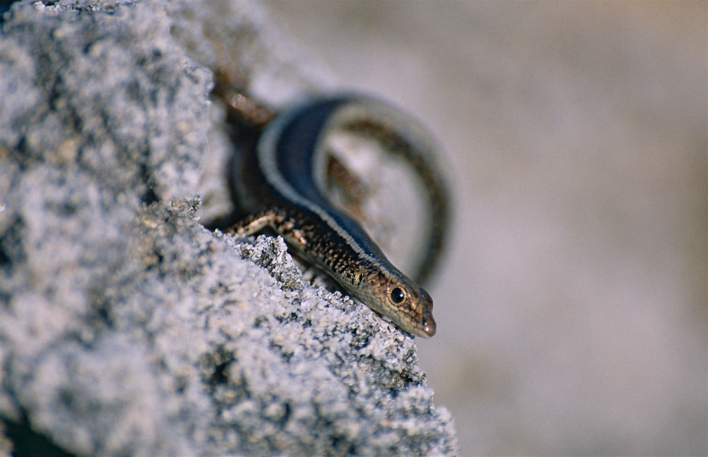 African Coral Rag Skink