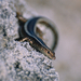 East-African Snake-eyed Skink - Photo (c) Bernard DUPONT, some rights reserved (CC BY-SA)