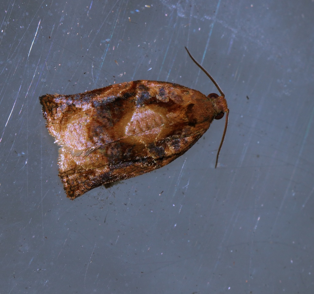 Archips micaceana