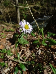 Erigeron pulchellus