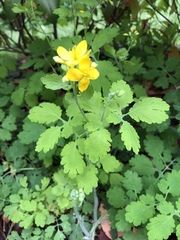 Chelidonium majus