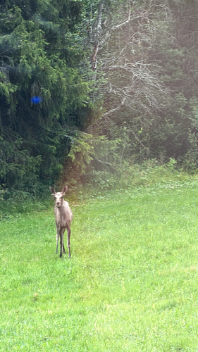 Moose