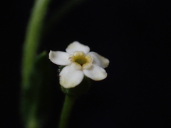 Hackelia suaveolens