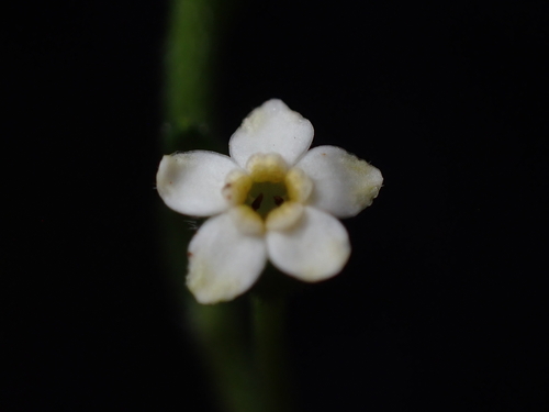Hackelia suaveolens, photograph 1