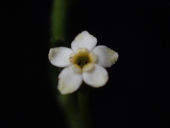 Hackelia suaveolens, photograph (c) Jared Shorma, some rights reserved (CC BY)