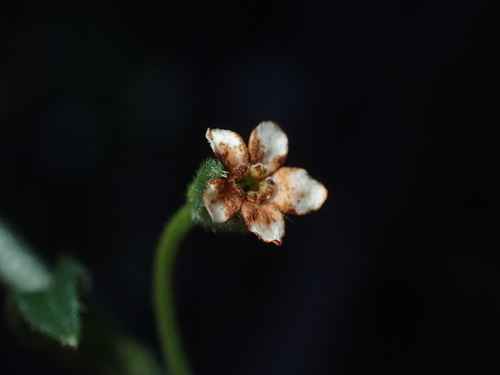 Hackelia suaveolens, photograph 2