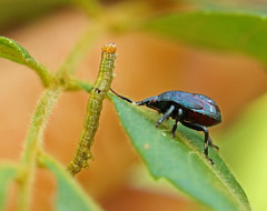 Montrouzierellus