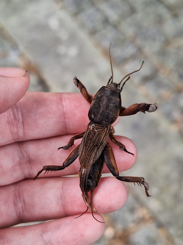 European Mole Cricket