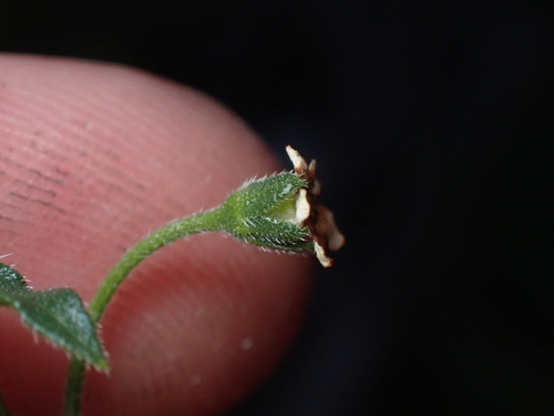 Hackelia suaveolens, photograph 3