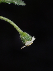 Hackelia suaveolens, photograph (c) Jared Shorma, some rights reserved (CC BY)