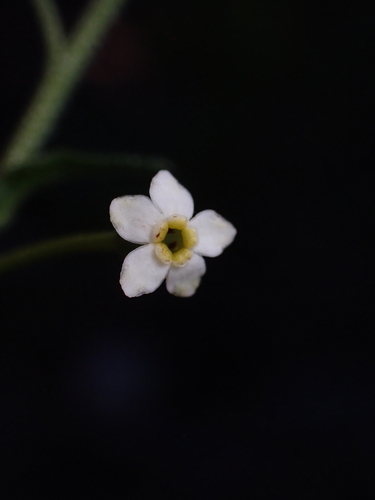 Hackelia suaveolens, photograph 4