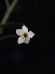Hackelia suaveolens, photograph (c) Jared Shorma, some rights reserved (CC BY)