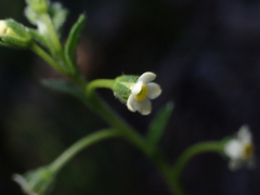 Hackelia suaveolens, photograph (c) Jared Shorma, some rights reserved (CC BY)