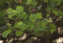 Bauhinia racemosa