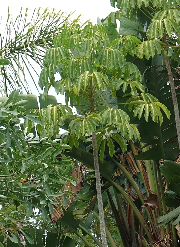 Australian Umbrella Tree from 8A Lindsay St, Hunters Home, Knysna, 6571