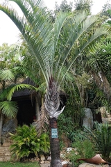 Dypsis decaryi