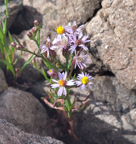 Sea Aster
