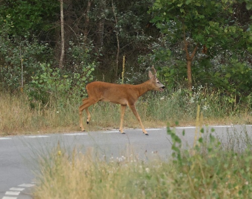 Western Roe Deer