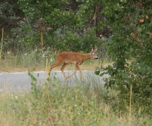 Western Roe Deer