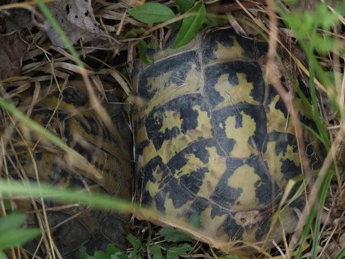 Boettger's Tortoise
