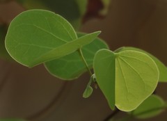 Bauhinia racemosa