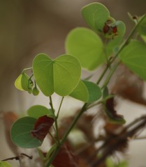 Bauhinia racemosa