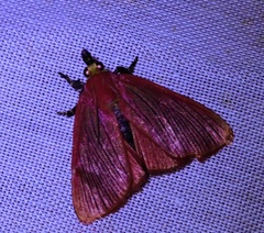 Arctioblepsis rubida