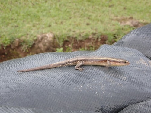 Common Sun Skink