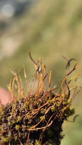 Stachelblättriges Drehzahnmoos