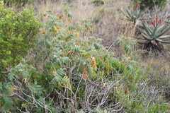 Melianthus