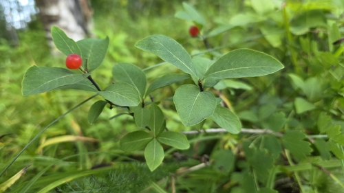 Lonicera chamissoi, photograph 4