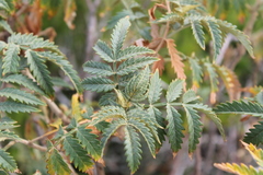 Melianthus